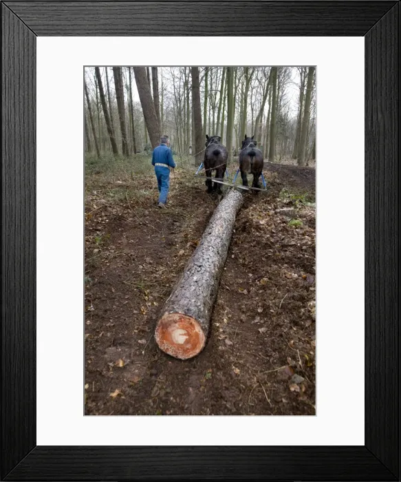 Framed Print : Picture No. 10752847 Framed Print : Picture No. 10752847