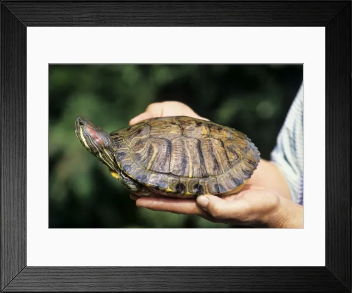 Framed Print : Picture No. 10752904 Framed Print : Picture No. 10752904