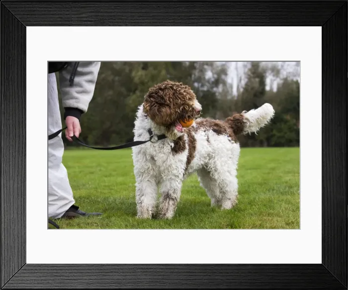 Framed Print : Picture No. 10753039 Framed Print : Picture No. 10753039