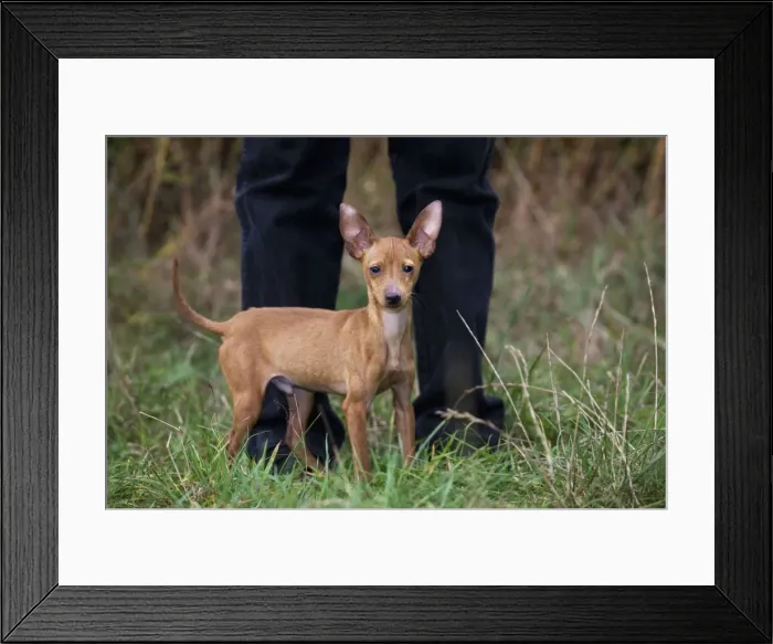 Framed Print : Picture No. 10753007 Framed Print : Picture No. 10753007