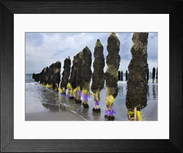 Framed Print : Picture No. 10753131