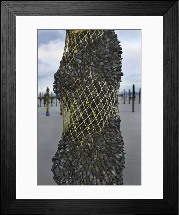 Framed Print : Picture No. 10753132 Framed Print : Picture No. 10753132