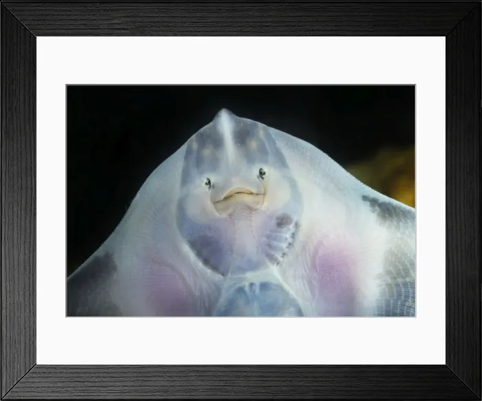 Framed Print : Picture No. 10753238 Framed Print : Picture No. 10753238