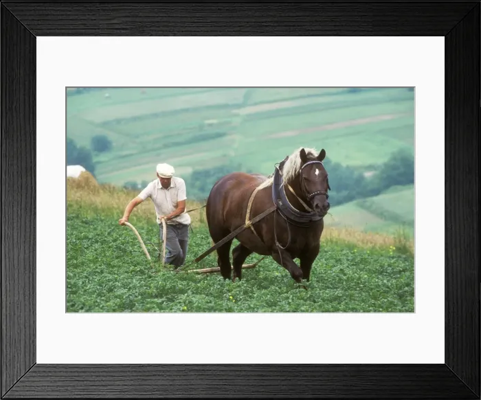 Framed Print : Picture No. 10753602