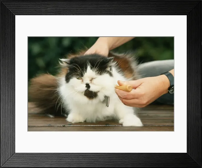 Framed Print : Picture No. 10753564 Framed Print : Picture No. 10753564