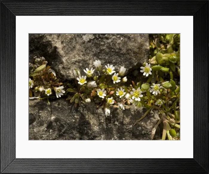 Framed Print : Picture No. 10754067 Framed Print : Picture No. 10754067