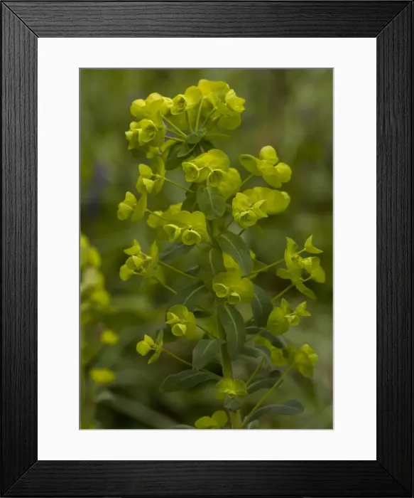 Framed Print : Picture No. 10754069 Framed Print : Picture No. 10754069