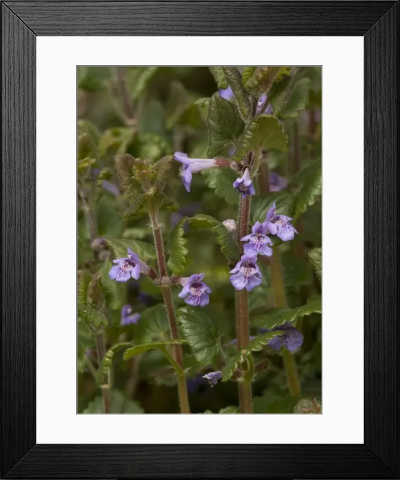 Framed Print : Picture No. 10754072 Framed Print : Picture No. 10754072
