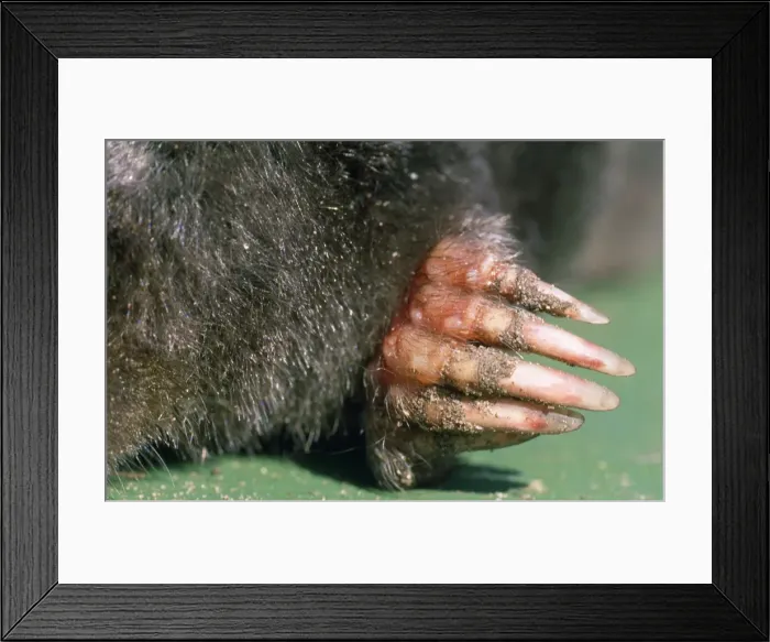 Framed Print : Picture No. 10753790
