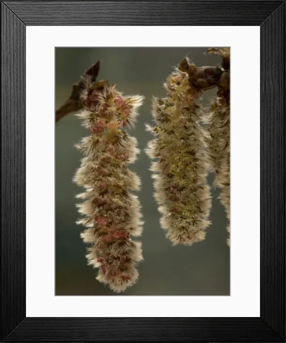 Framed Print : Picture No. 10754068 Framed Print : Picture No. 10754068