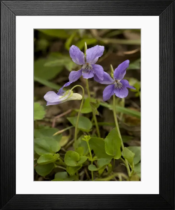 Framed Print : Picture No. 10754082 Framed Print : Picture No. 10754082
