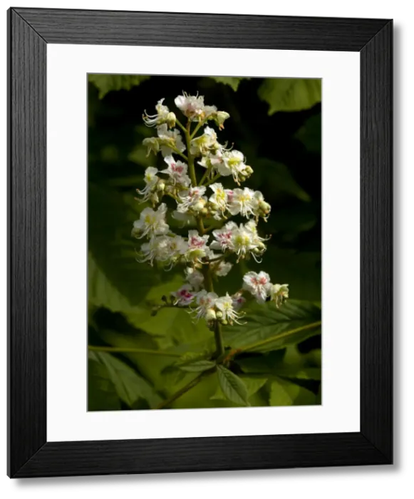 Framed Print : Picture No. 10754088