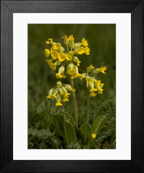 Framed Print : Picture No. 10754086 Framed Print : Picture No. 10754086