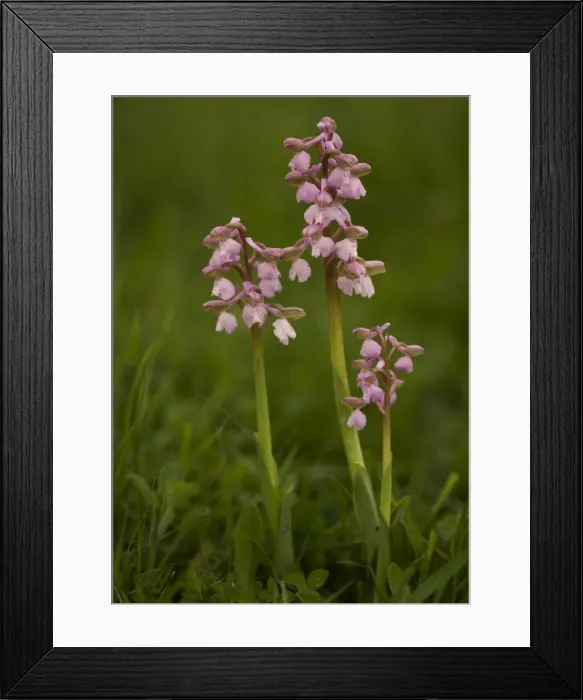 Framed Print : Picture No. 10754090