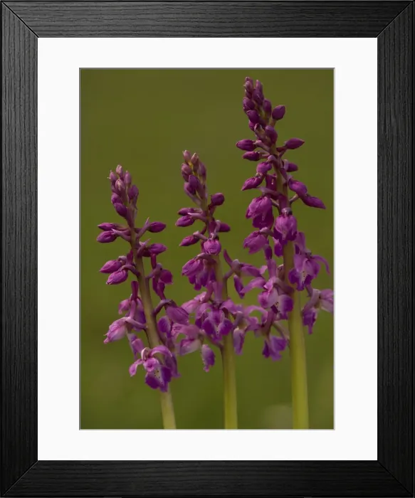 Framed Print : Picture No. 10754087 Framed Print : Picture No. 10754087