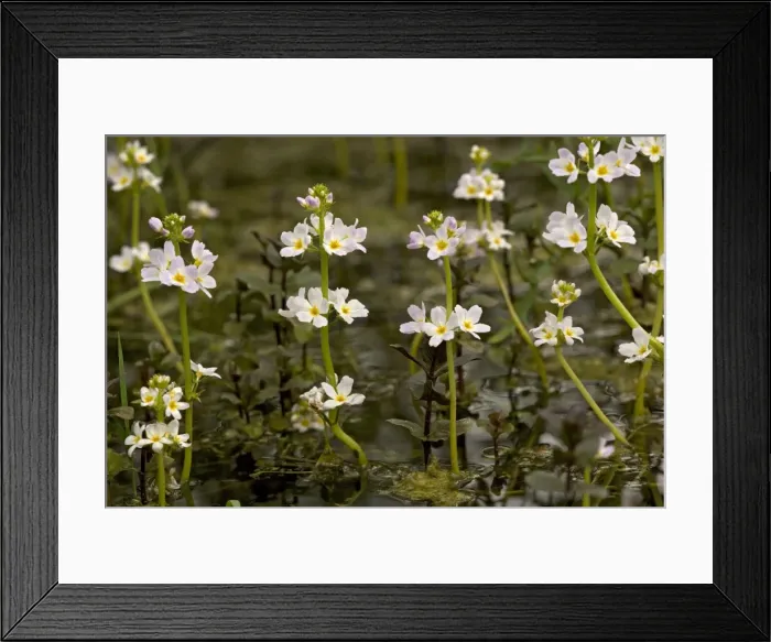 Framed Print : Picture No. 10754094 Framed Print : Picture No. 10754094