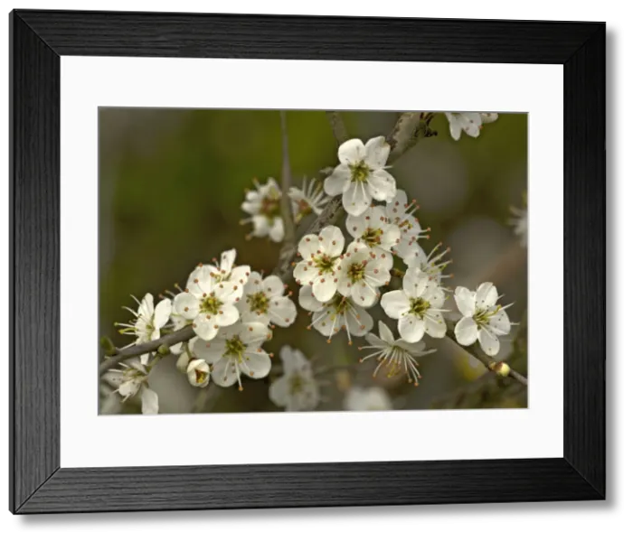 Framed Print : Picture No. 10754083 Framed Print : Picture No. 10754083