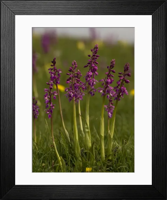 Framed Print : Picture No. 10754089 Framed Print : Picture No. 10754089