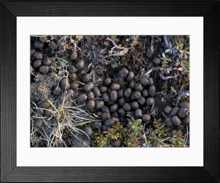 Framed Print : Picture No. 10754288 Framed Print : Picture No. 10754288