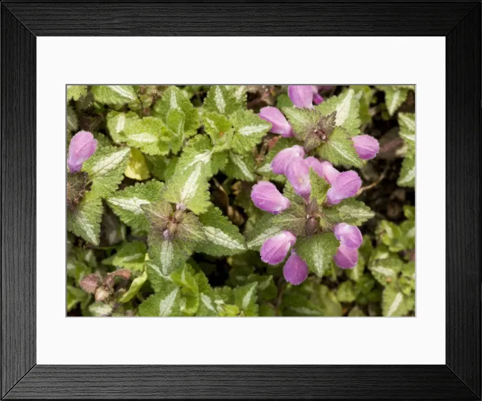 Framed Print : Picture No. 10755072 Framed Print : Picture No. 10755072
