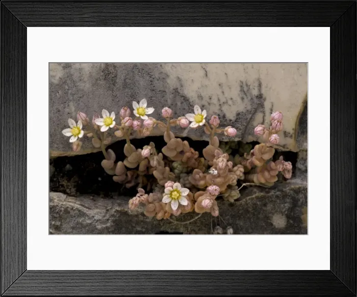 Framed Print : Picture No. 10755073 Framed Print : Picture No. 10755073