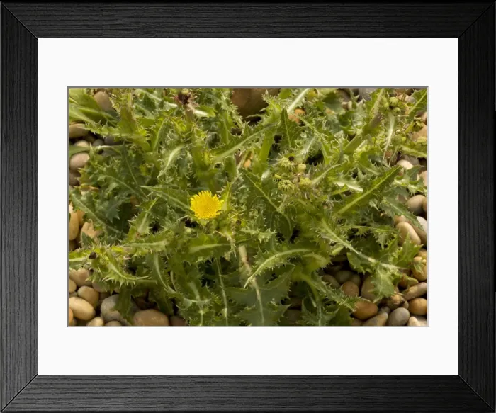Framed Print : Picture No. 10755076 Framed Print : Picture No. 10755076