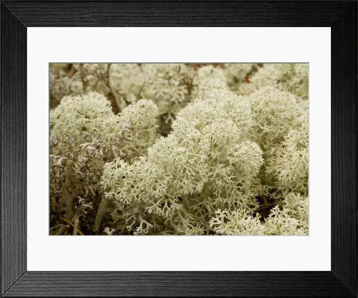 Framed Print : Picture No. 10755074 Framed Print : Picture No. 10755074