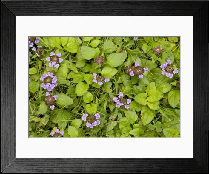 Framed Print : Picture No. 10755080 Framed Print : Picture No. 10755080