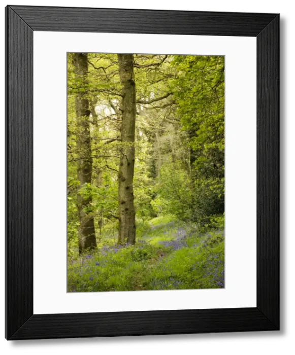 Framed Print : Picture No. 10754995 Framed Print : Picture No. 10754995