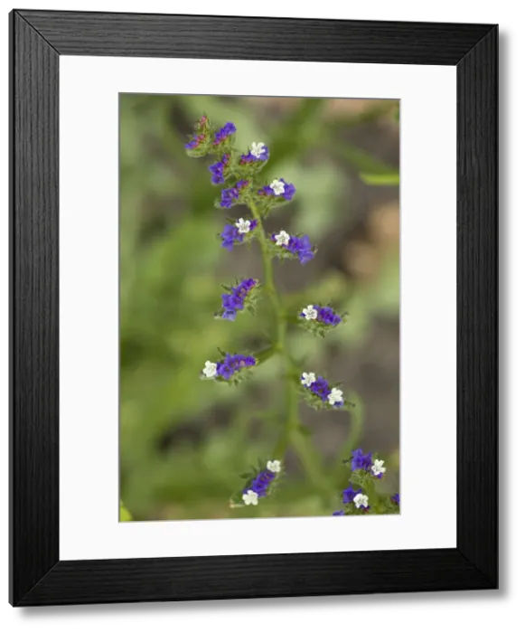 Framed Print : Picture No. 10755081 Framed Print : Picture No. 10755081
