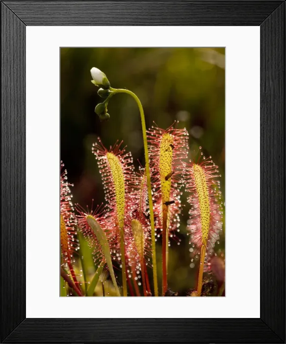 Framed Print : Picture No. 10755083 Framed Print : Picture No. 10755083