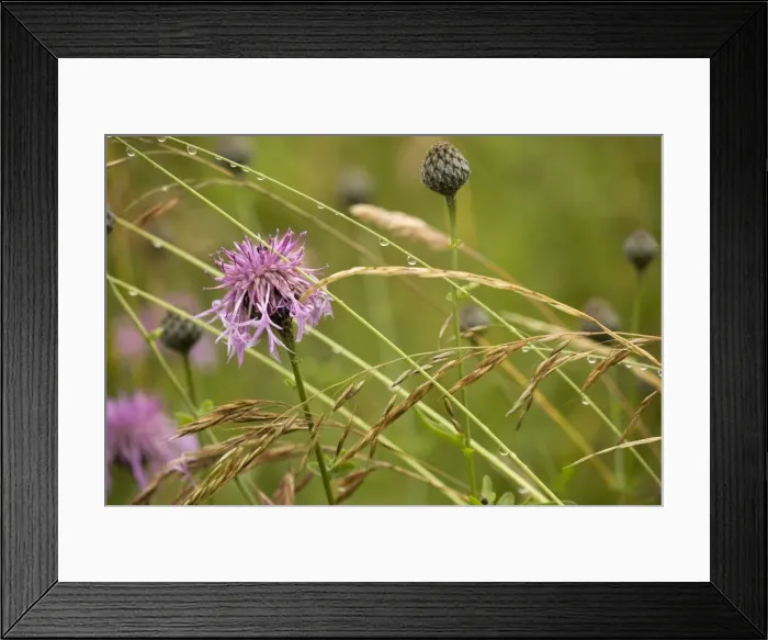 Framed Print : Picture No. 10755082 Framed Print : Picture No. 10755082
