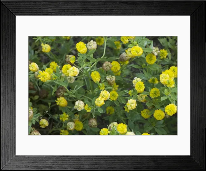 Framed Print : Picture No. 10755078 Framed Print : Picture No. 10755078