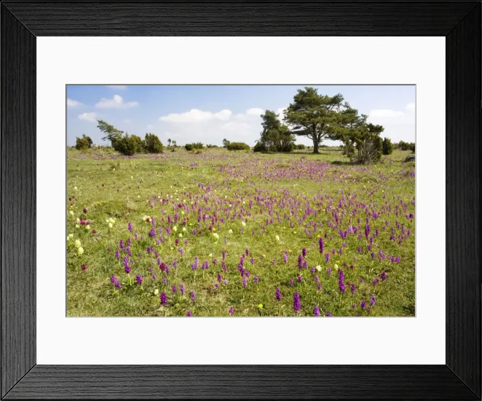 Framed Print : Picture No. 10754998 Framed Print : Picture No. 10754998