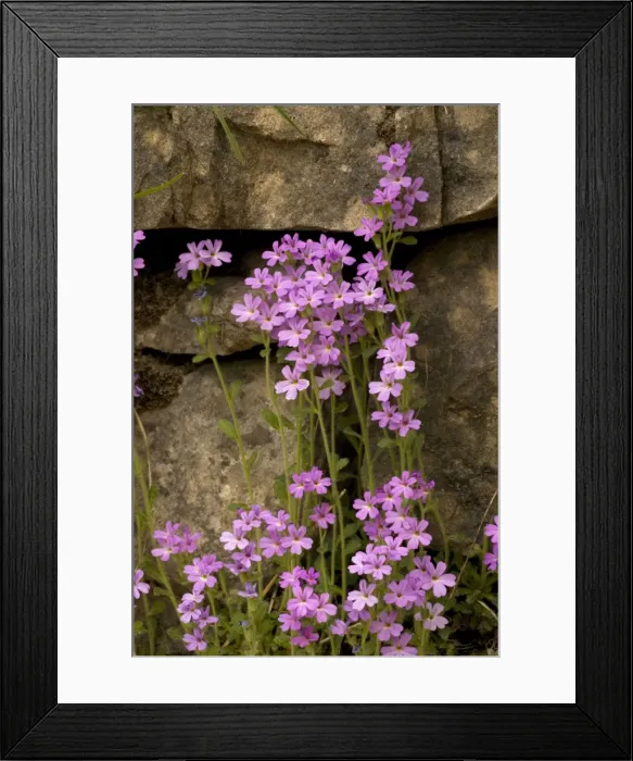 Framed Print : Picture No. 10755085 Framed Print : Picture No. 10755085