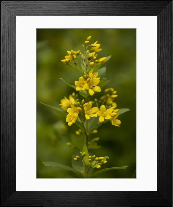 Framed Print : Picture No. 10755087 Framed Print : Picture No. 10755087