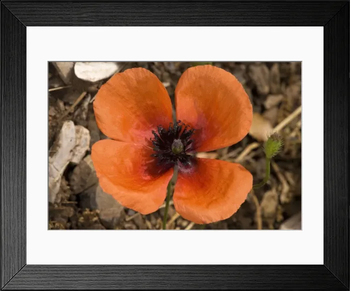 Framed Print : Picture No. 10755084
