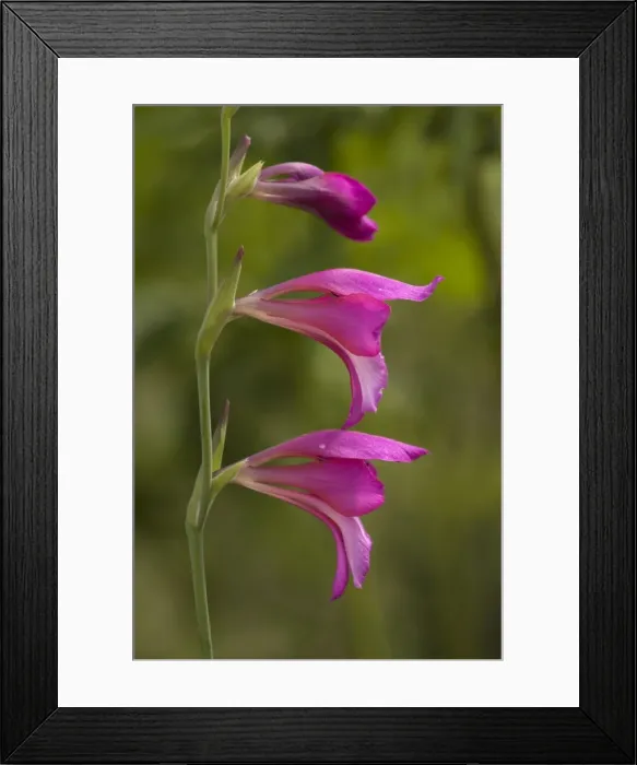 Framed Print : Picture No. 10755089 Framed Print : Picture No. 10755089