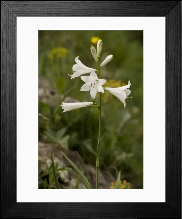 Framed Print : Picture No. 10755086 Framed Print : Picture No. 10755086