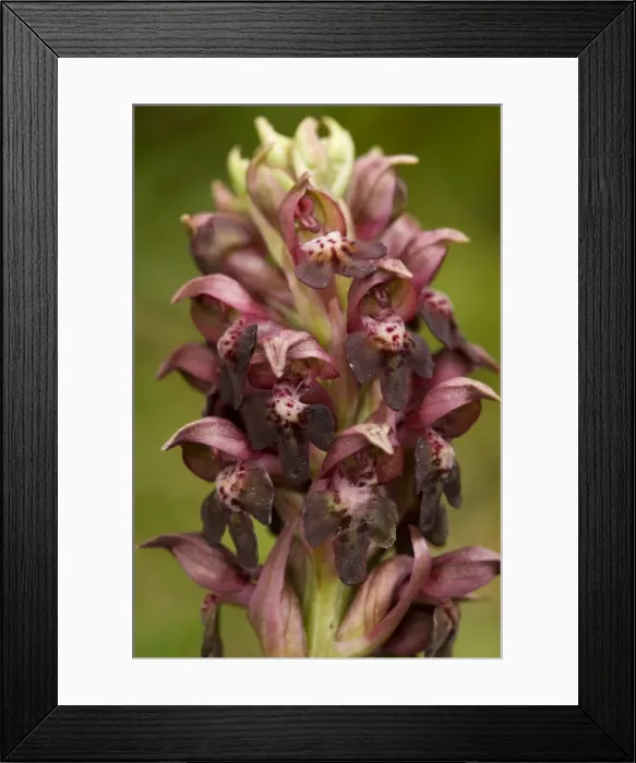 Framed Print : Picture No. 10755091 Framed Print : Picture No. 10755091