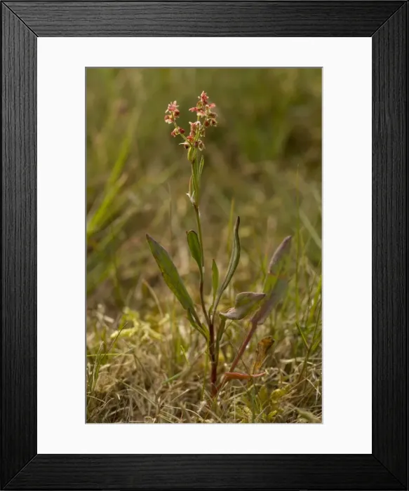Framed Print : Picture No. 10755090