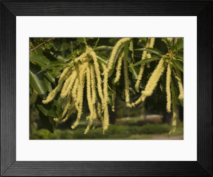 Framed Print : Picture No. 10755093 Framed Print : Picture No. 10755093