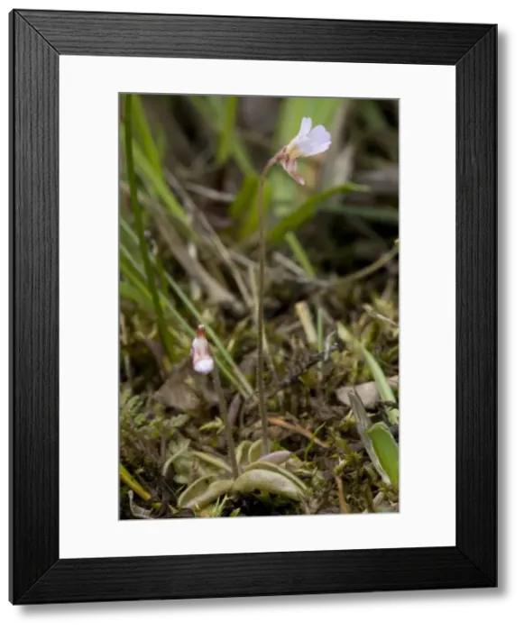 Framed Print : Picture No. 10755094 Framed Print : Picture No. 10755094