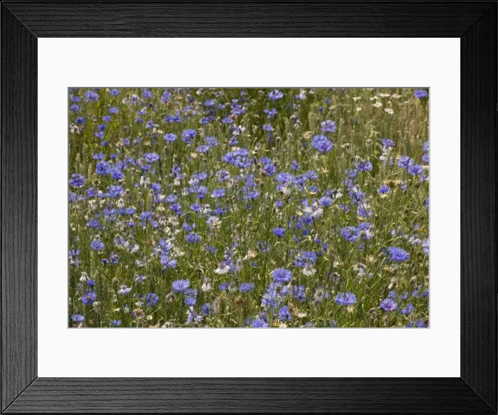 Framed Print : Picture No. 10755096 Framed Print : Picture No. 10755096