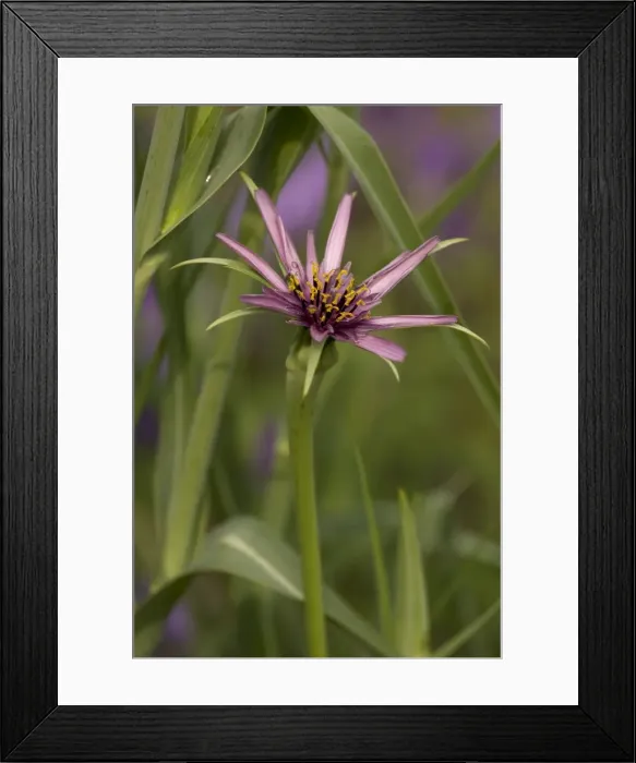 Framed Print : Picture No. 10755098 Framed Print : Picture No. 10755098