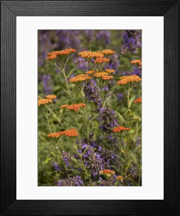 Framed Print : Picture No. 10755088 Framed Print : Picture No. 10755088