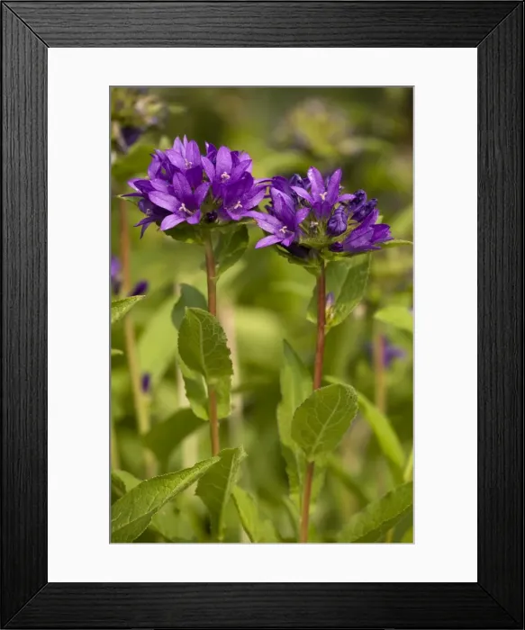 Framed Print : Picture No. 10755097 Framed Print : Picture No. 10755097