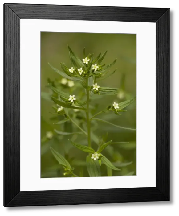 Framed Print : Picture No. 10755099 Framed Print : Picture No. 10755099