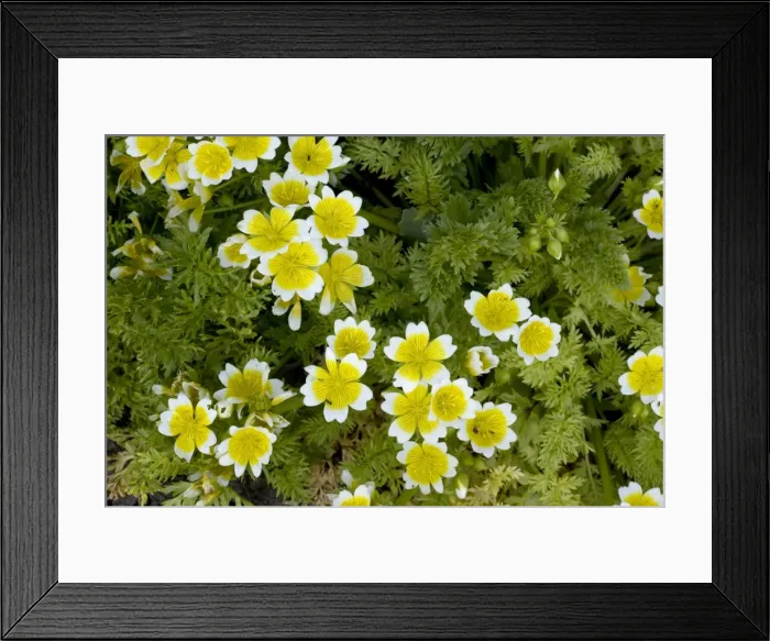 Framed Print : Picture No. 10755092 Framed Print : Picture No. 10755092