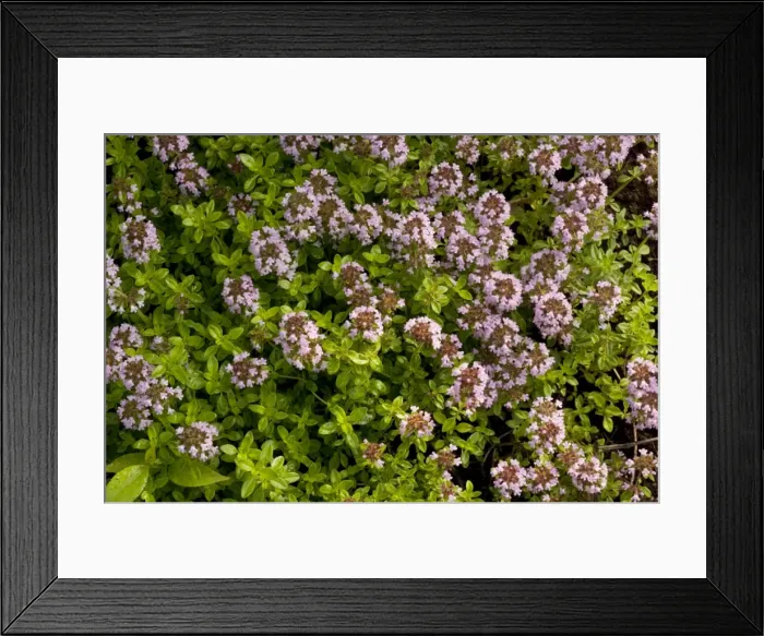 Framed Print : Picture No. 10755103 Framed Print : Picture No. 10755103